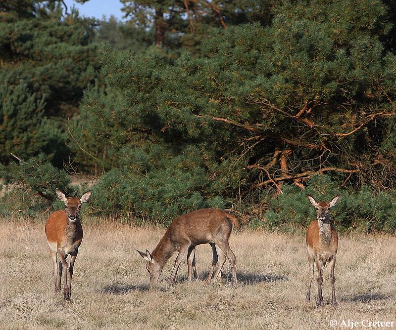 werelddierendag 200912.JPG