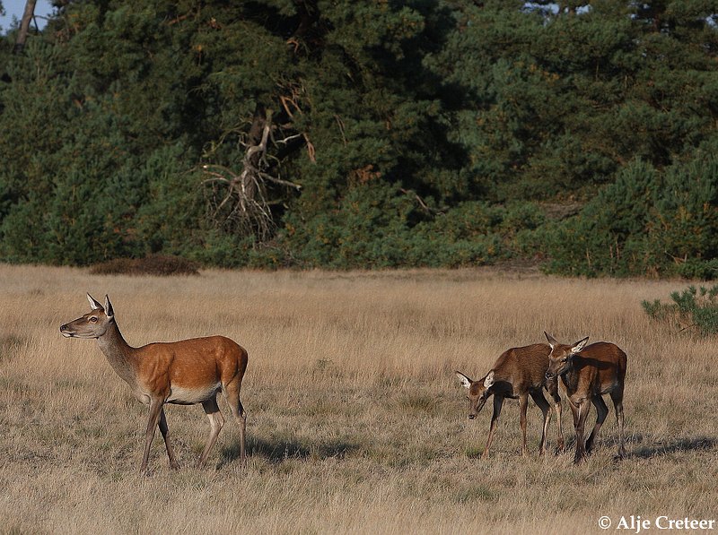 werelddierendag 200913.JPG