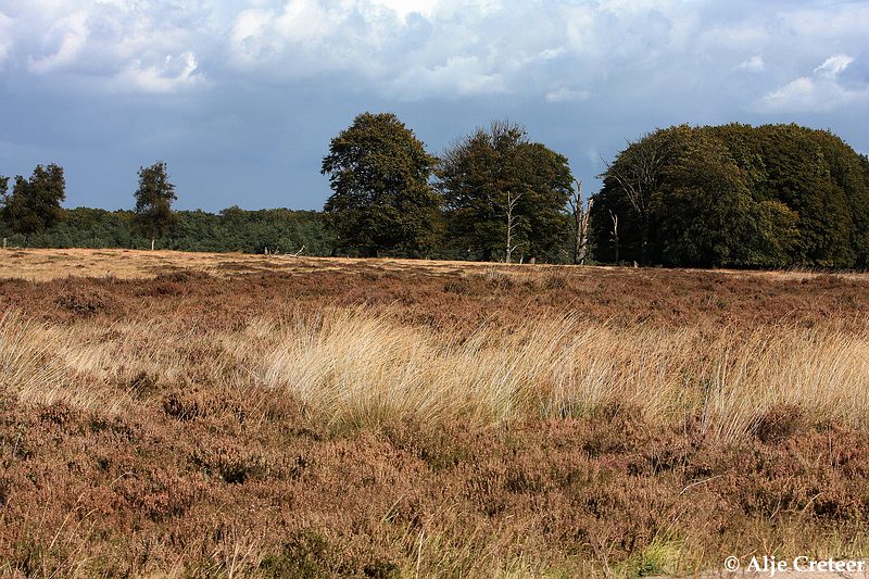 werelddierendag 20093.JPG