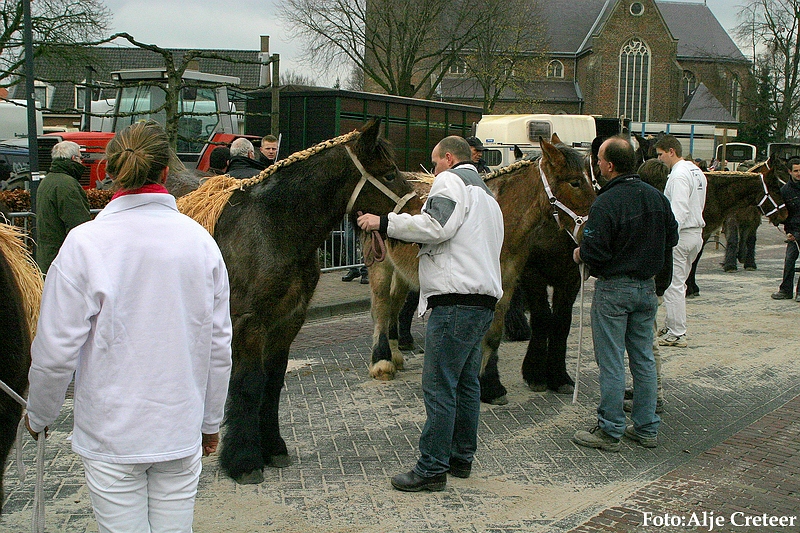 Gerwen veulenkeuring14.JPG