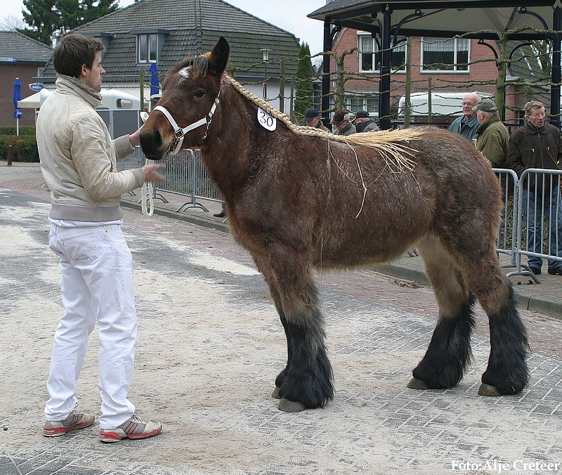 Gerwen veulenkeuring29.JPG