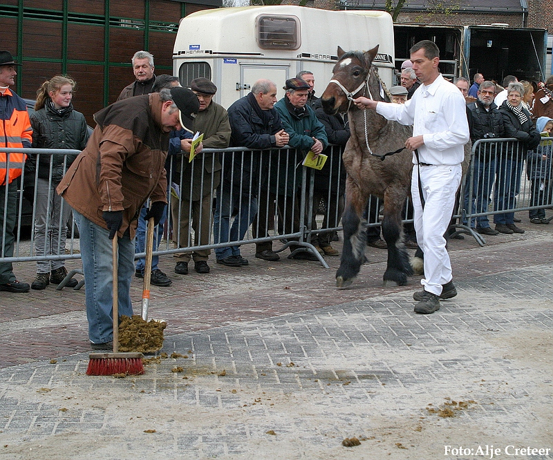 Gerwen veulenkeuring33.JPG