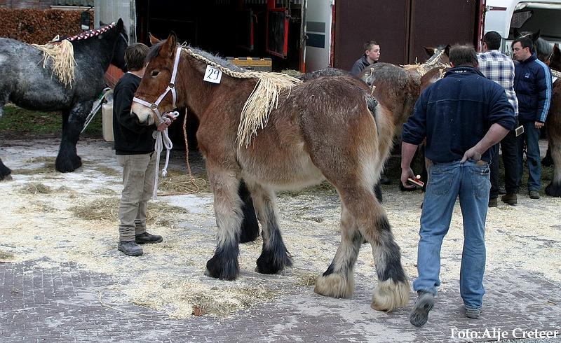 Gerwen veulenkeuring4.JPG