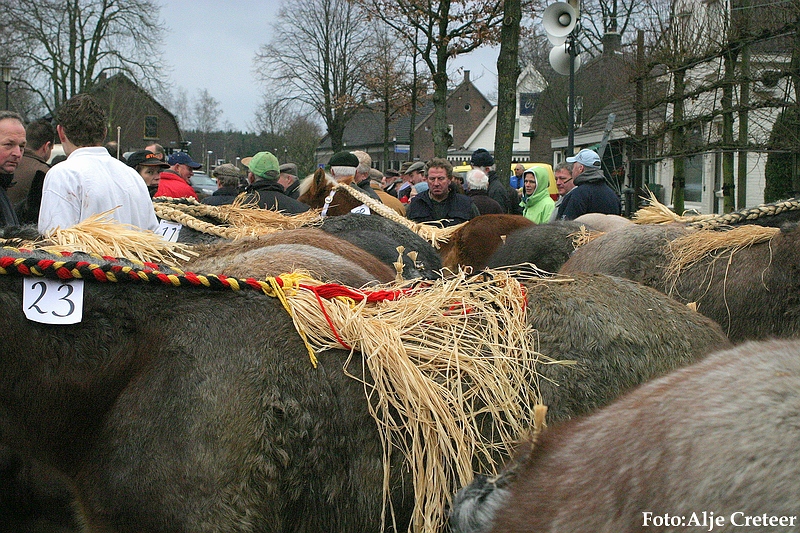 Gerwen veulenkeuring47.JPG