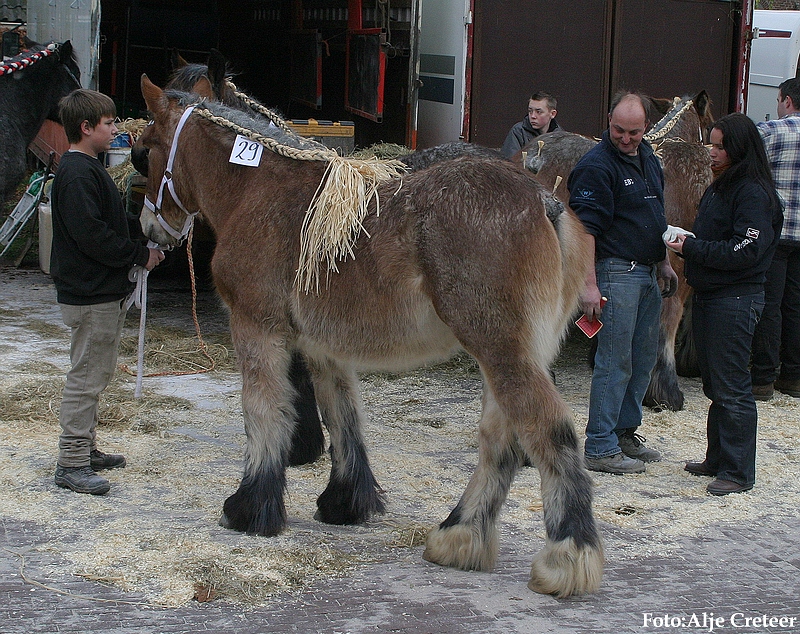 Gerwen veulenkeuring5.JPG