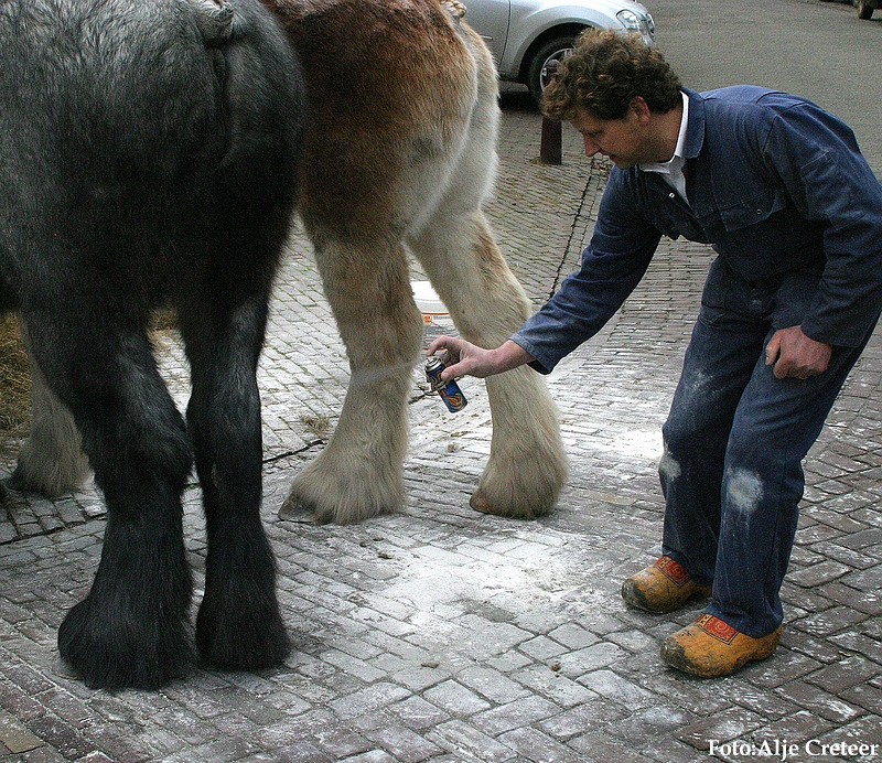 Gerwen veulenkeuring54.JPG