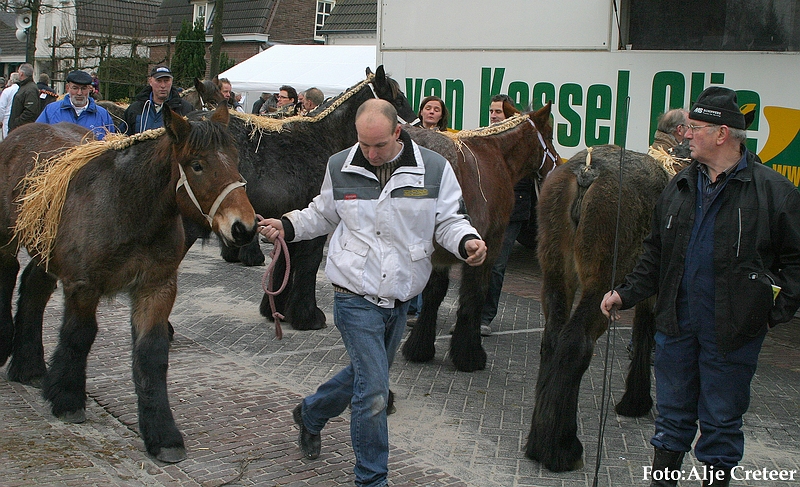 Gerwen veulenkeuring74.JPG