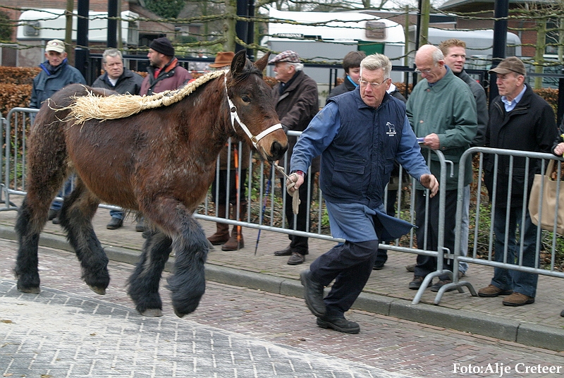 Gerwen veulenkeuring84.JPG