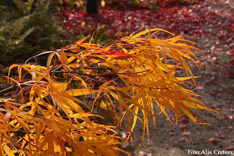 Herfst 2009.18.JPG