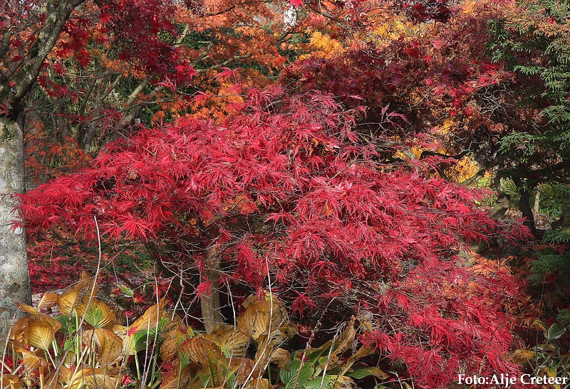 Herfst 2009.22.JPG