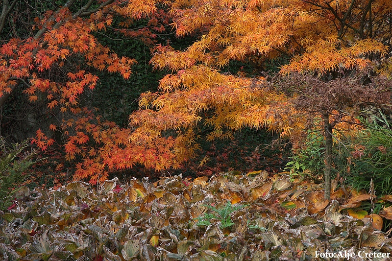 Herfst 2009.26.JPG