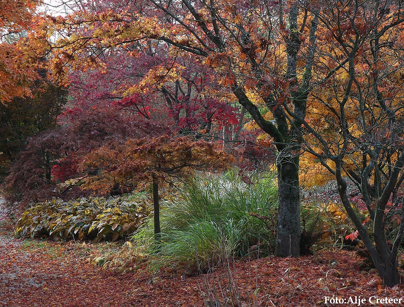 Herfst 2009.27.JPG