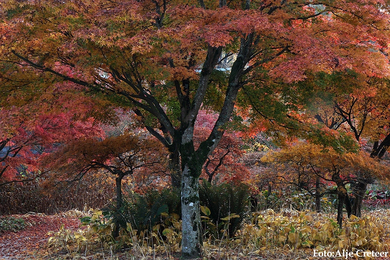 Herfst 2009.28.JPG