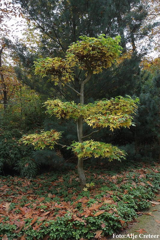 Herfst 2009.51.JPG