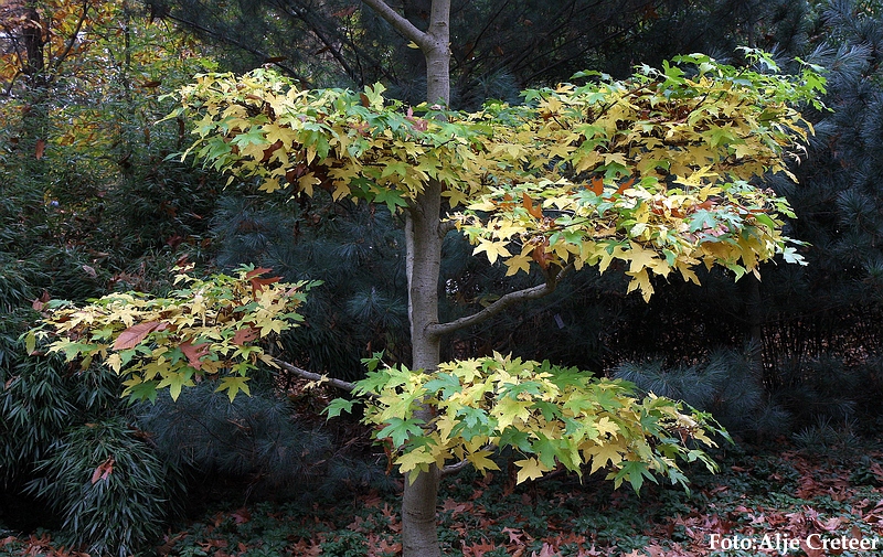 Herfst 2009.52.JPG