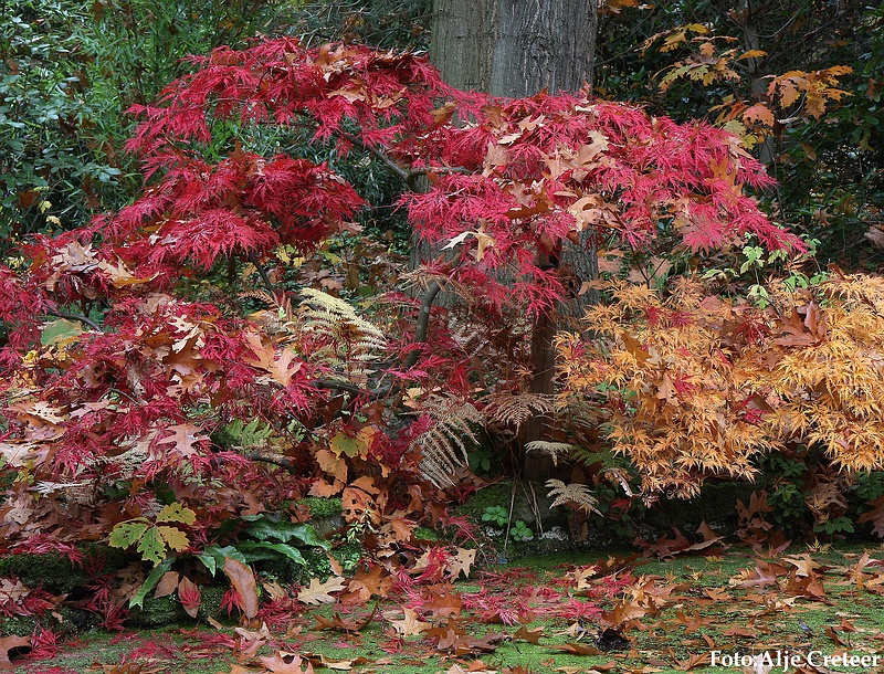 Herfst 2009.55.JPG