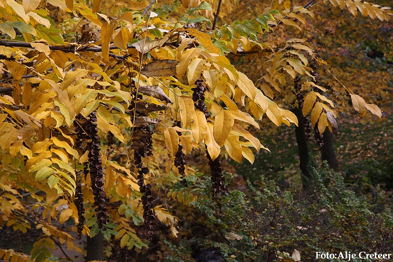 Herfst 2009.68.JPG