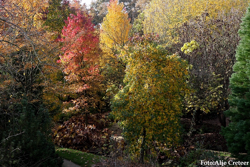 Herfst 2009.70.JPG