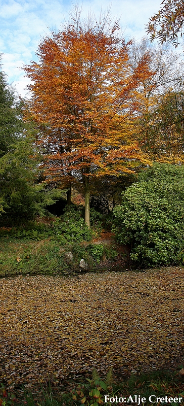 Herfst 2009.81.JPG