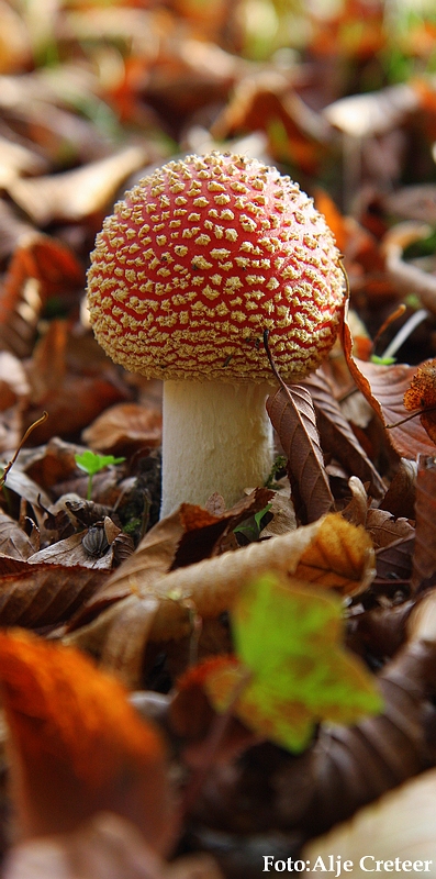 Herfst 2009.82.JPG