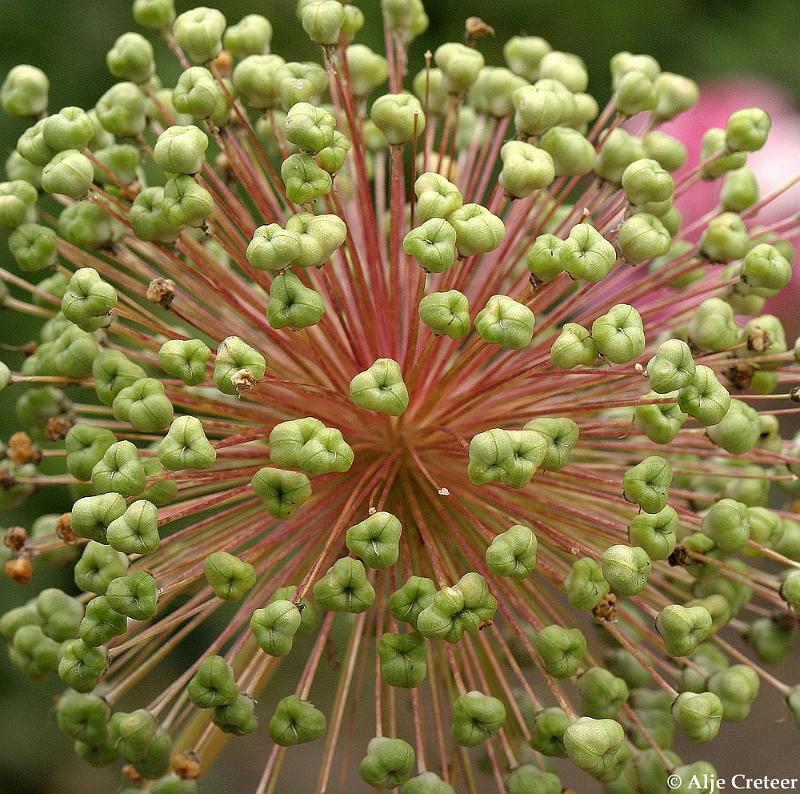 Kasteeltuin Arcen7.JPG