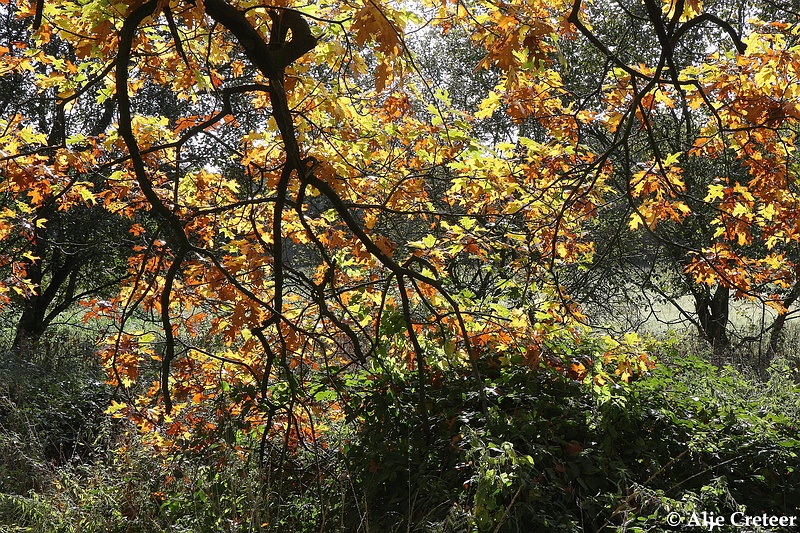 zomaar een herfstdag12.JPG