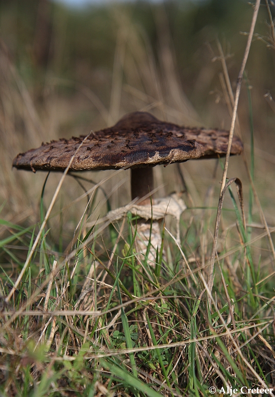 zomaar een herfstdag35.JPG