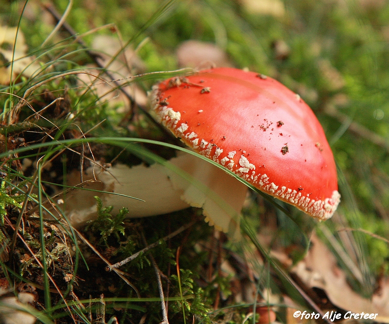 paddestoelen18.JPG