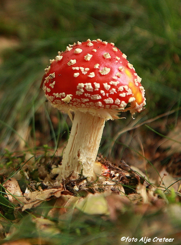 paddestoelen19.JPG