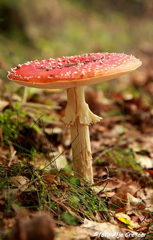 paddestoelen20.JPG