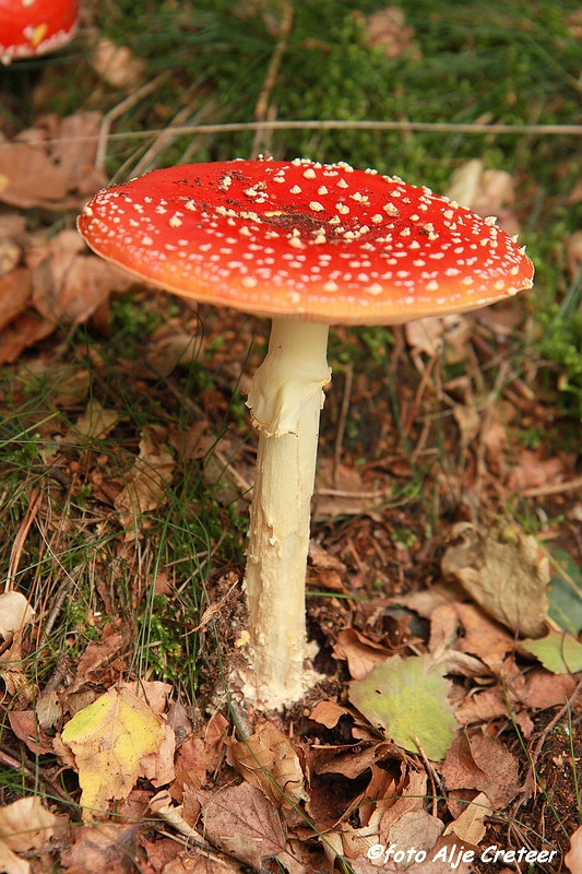 paddestoelen21.JPG