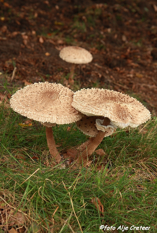 paddestoelen3.JPG