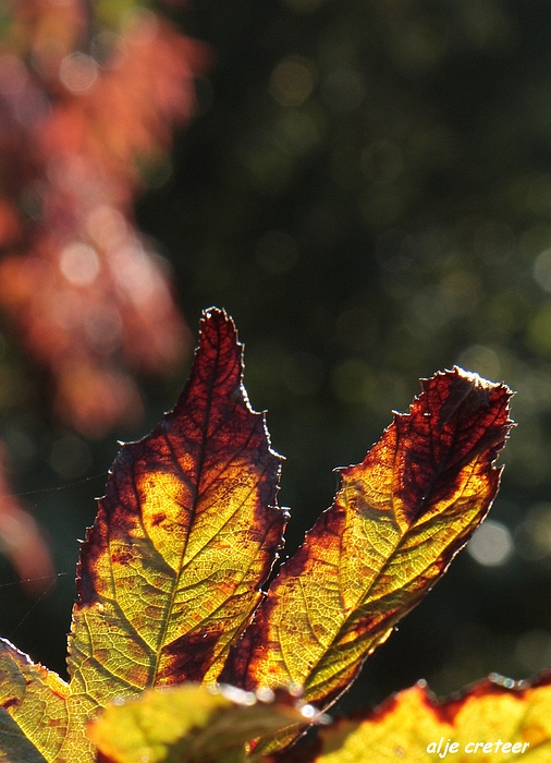 Herfst Arcen 2011 21-1.JPG