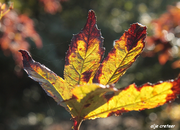 Herfst Arcen 2011 22-1.JPG