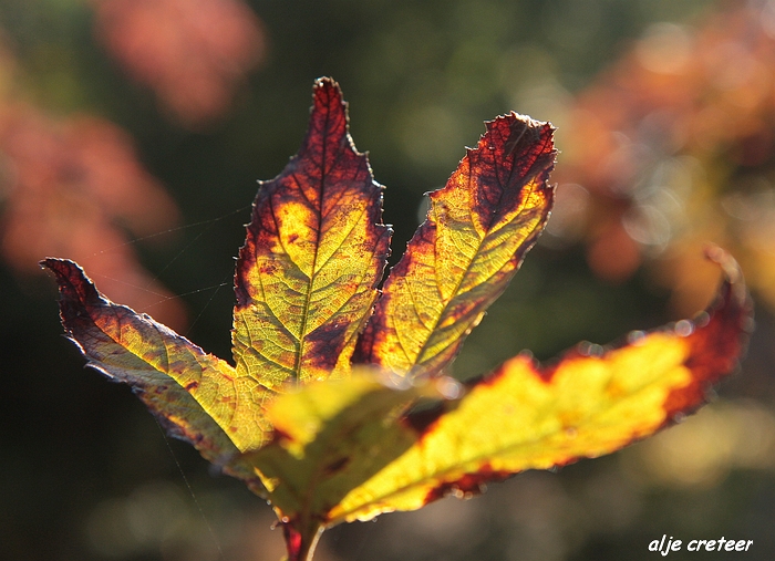 Herfst Arcen 2011 26-1.JPG