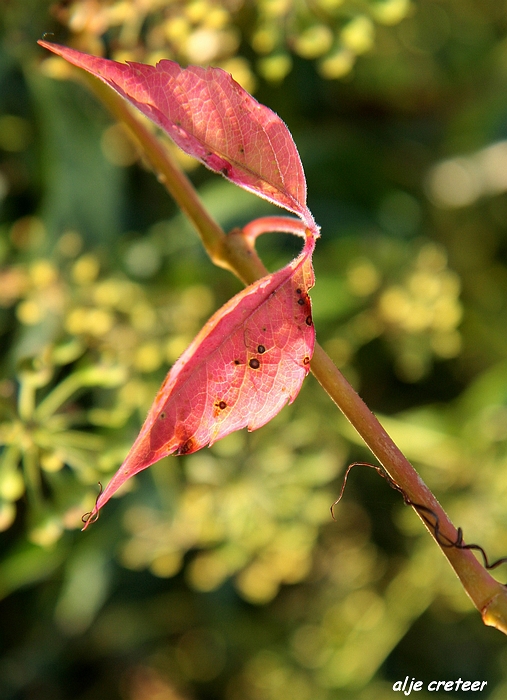 Herfst Arcen 2011 36-1.JPG