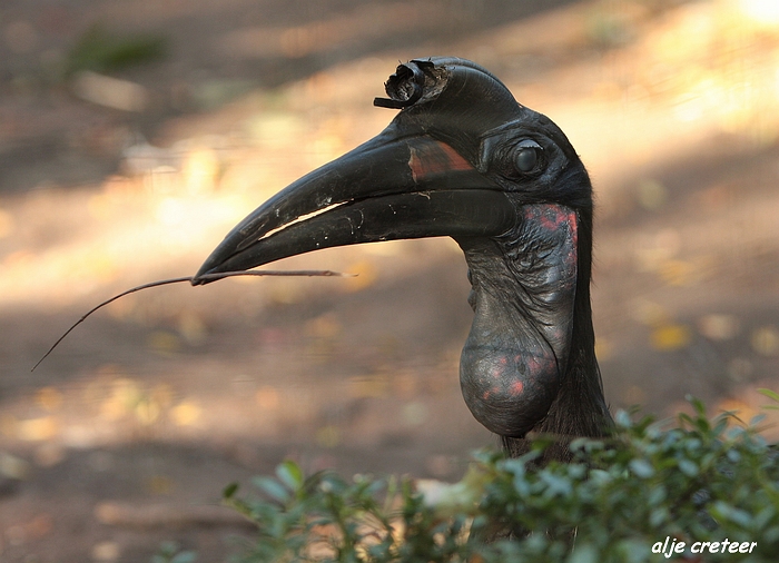 Dierenpark Overloon16.JPG