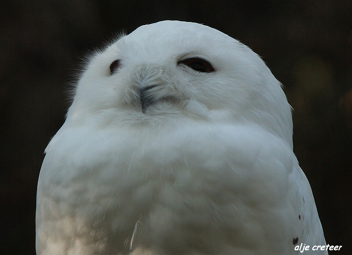 Dierenpark Overloon17.JPG