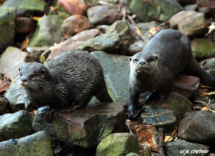 Dierenpark Overloon2.JPG