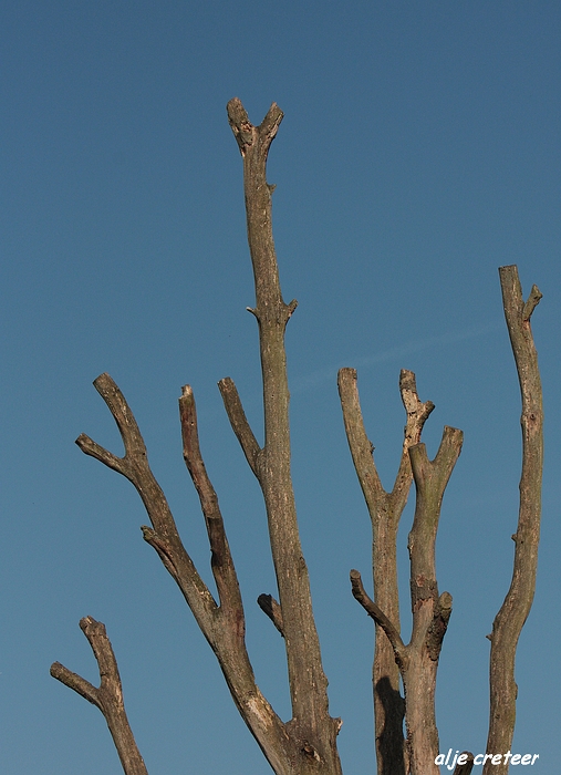 Dierenpark Overloon20.JPG