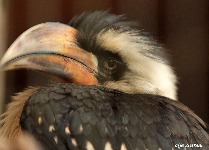 Dierenpark Overloon23.JPG