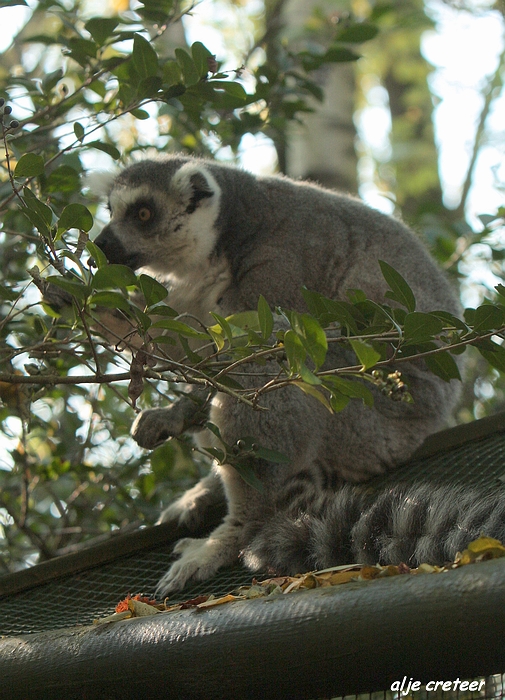 Dierenpark Overloon29.JPG