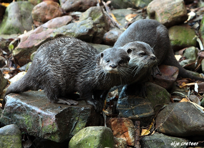 Dierenpark Overloon3.JPG