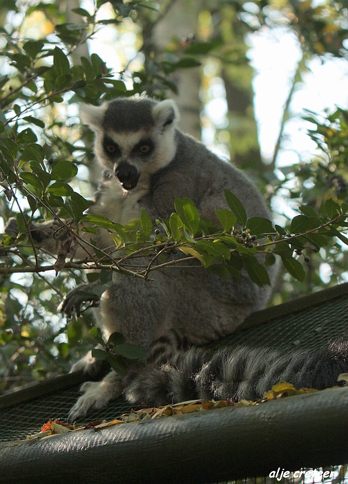 Dierenpark Overloon30.JPG