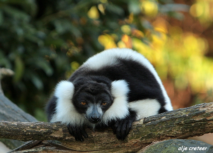 Dierenpark Overloon36.JPG