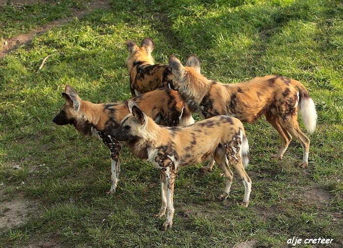 Dierenpark Overloon37.JPG