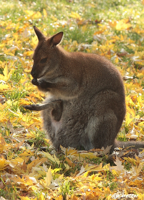 Dierenpark Overloon5.JPG