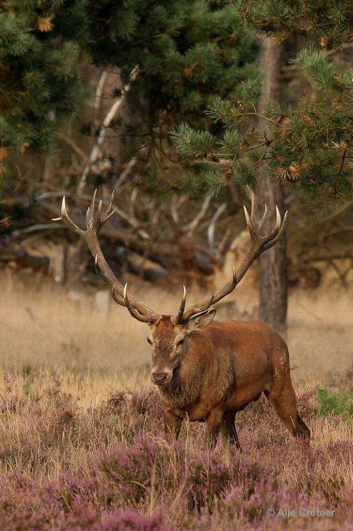 De Hoge Veluwe10 Sept.2012.jpg - De hoge Veluwe