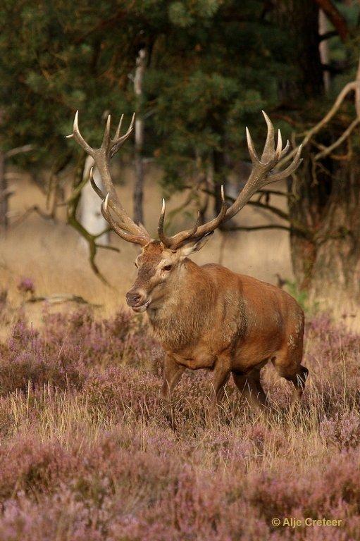 De Hoge Veluwe11 Sept.2012.jpg - De hoge Veluwe