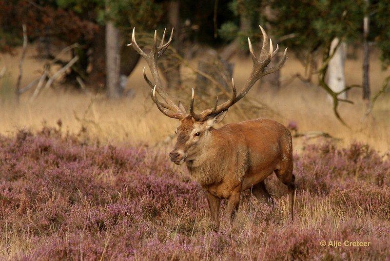 De Hoge Veluwe12 Sept.2012.jpg - De hoge Veluwe